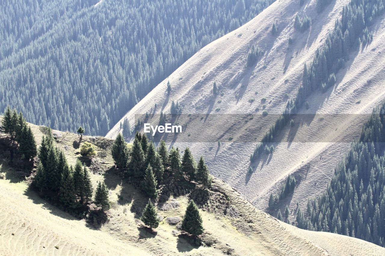 Panoramic view of pine trees on snowcapped mountain