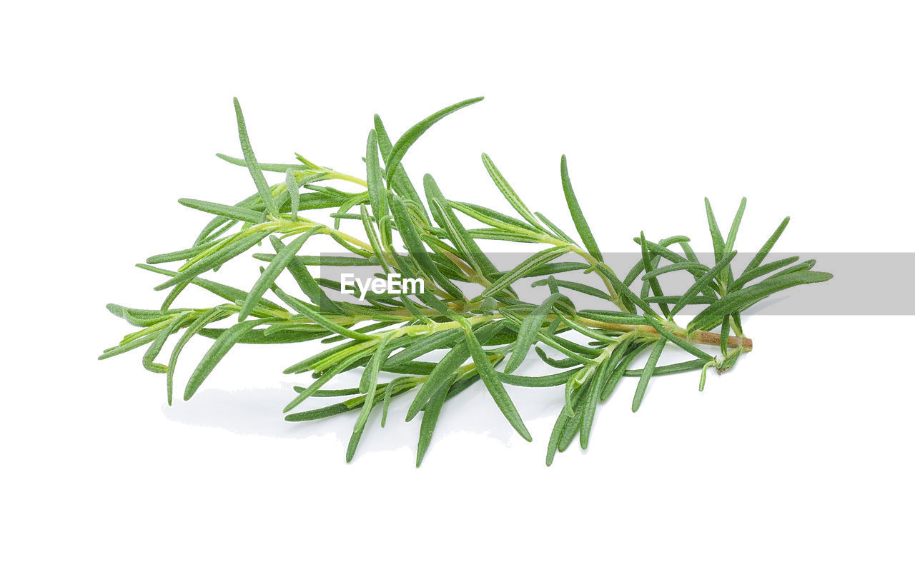 Close-up of rosemary against white background