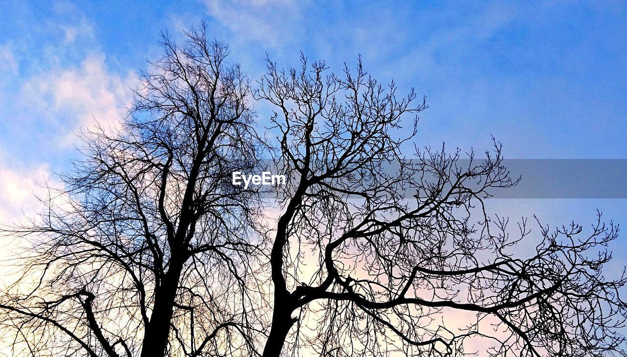 BARE TREE AGAINST SKY