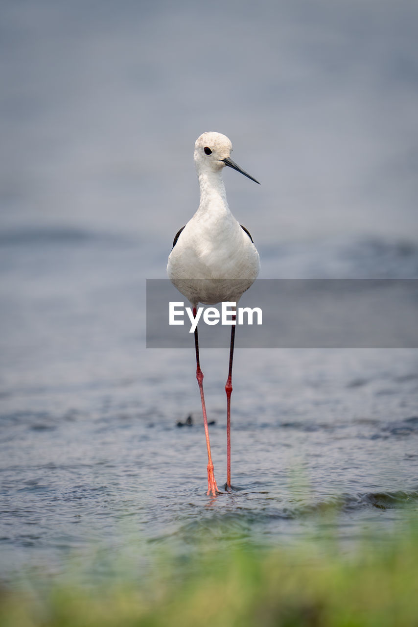 close-up of seagull perching on lake