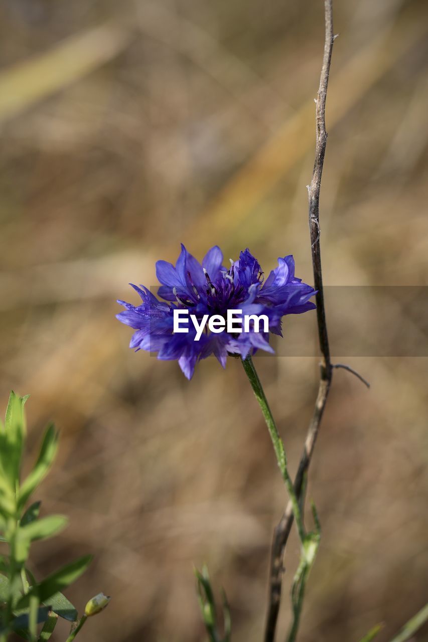 Close-up of purple flowering plant