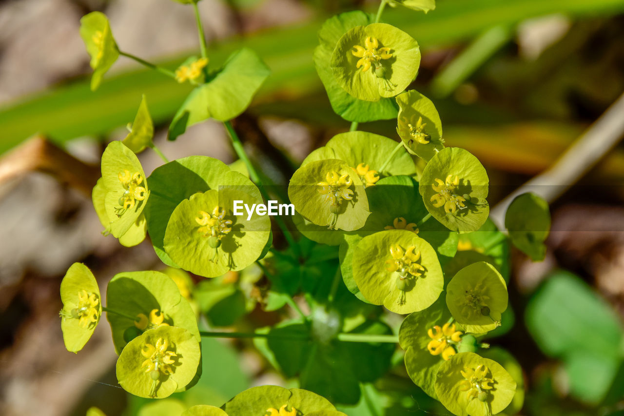 Close-up of yellow flowering plant leaves