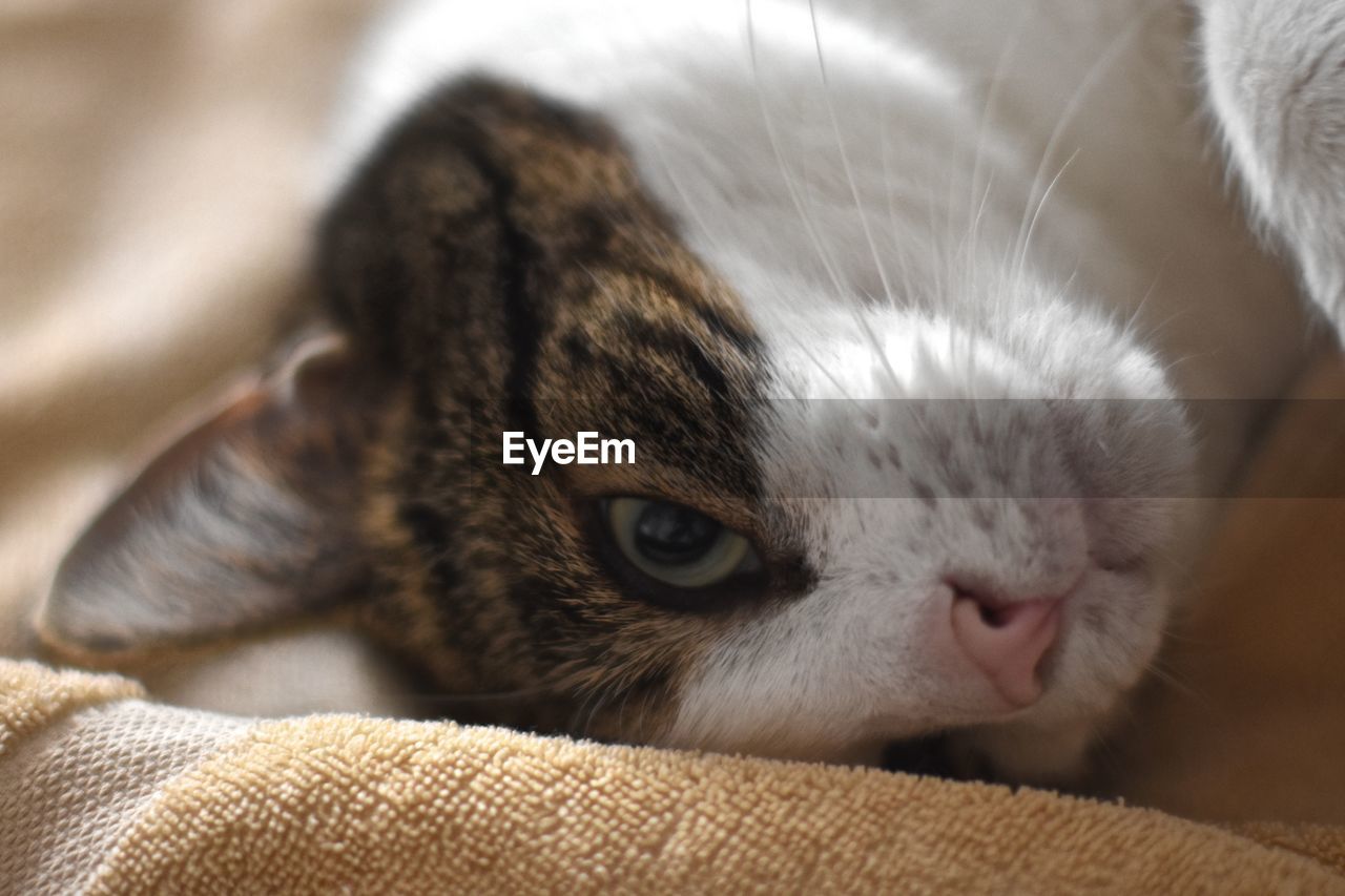 Close-up of cat resting on sofa