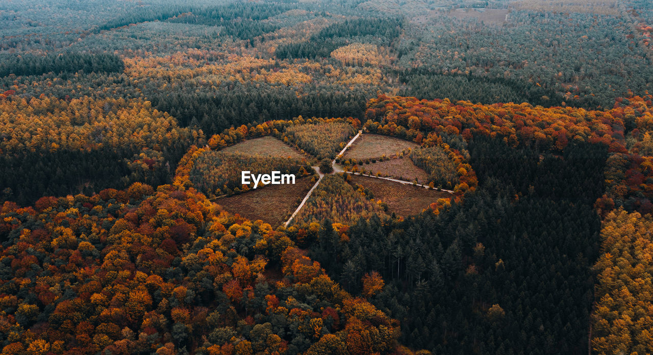 High angle view of trees in forest during autumn