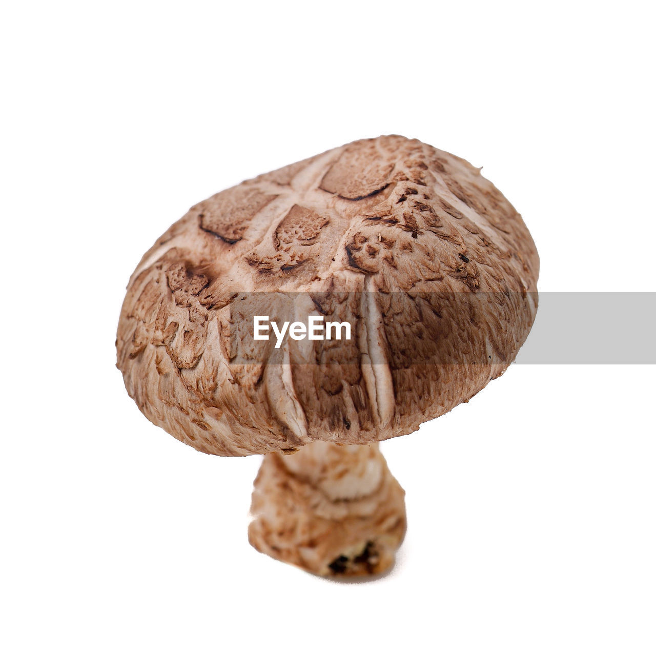 Mushroom or mushroom with concept on background new