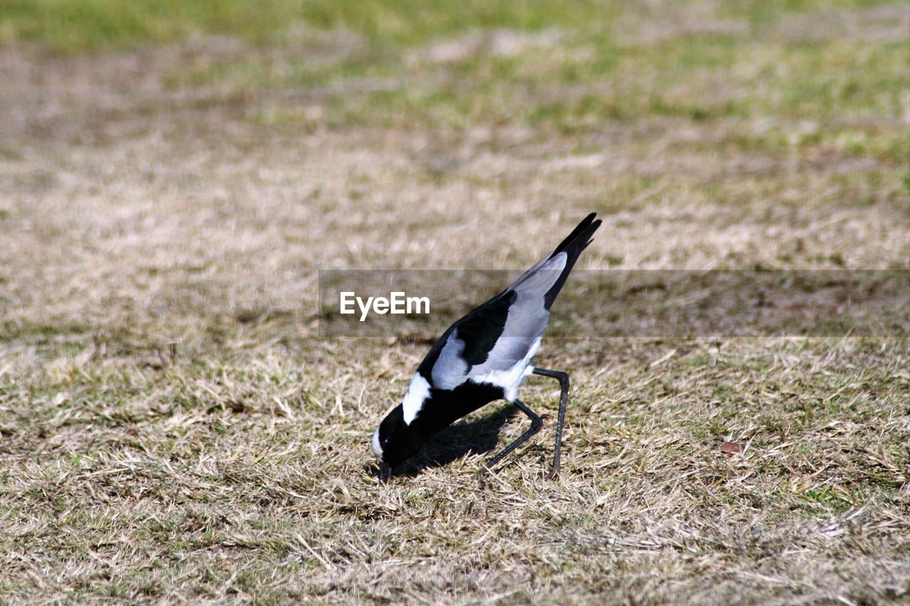 Close-up of bird on field