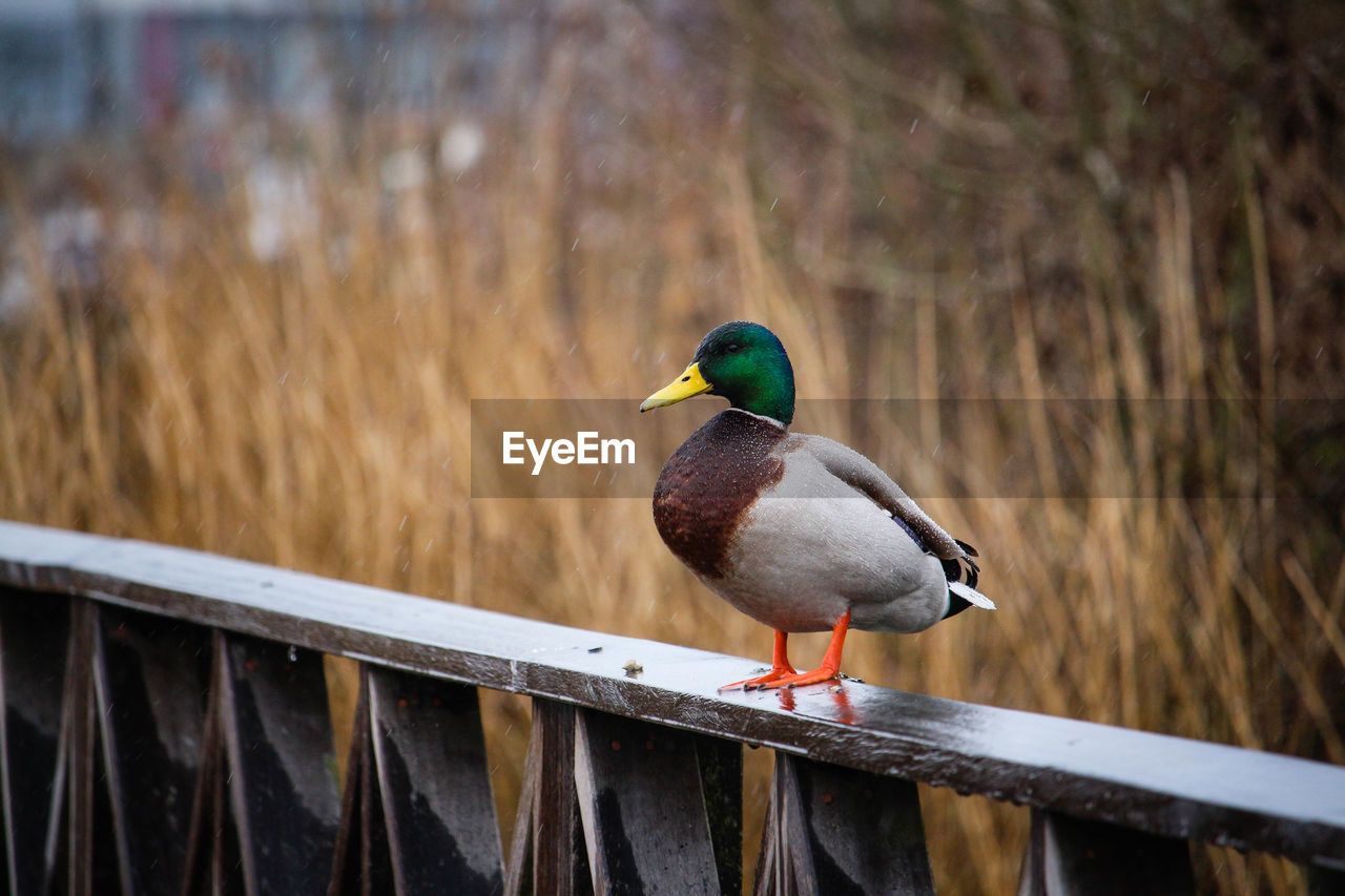 BIRD PERCHING ON A RAILING