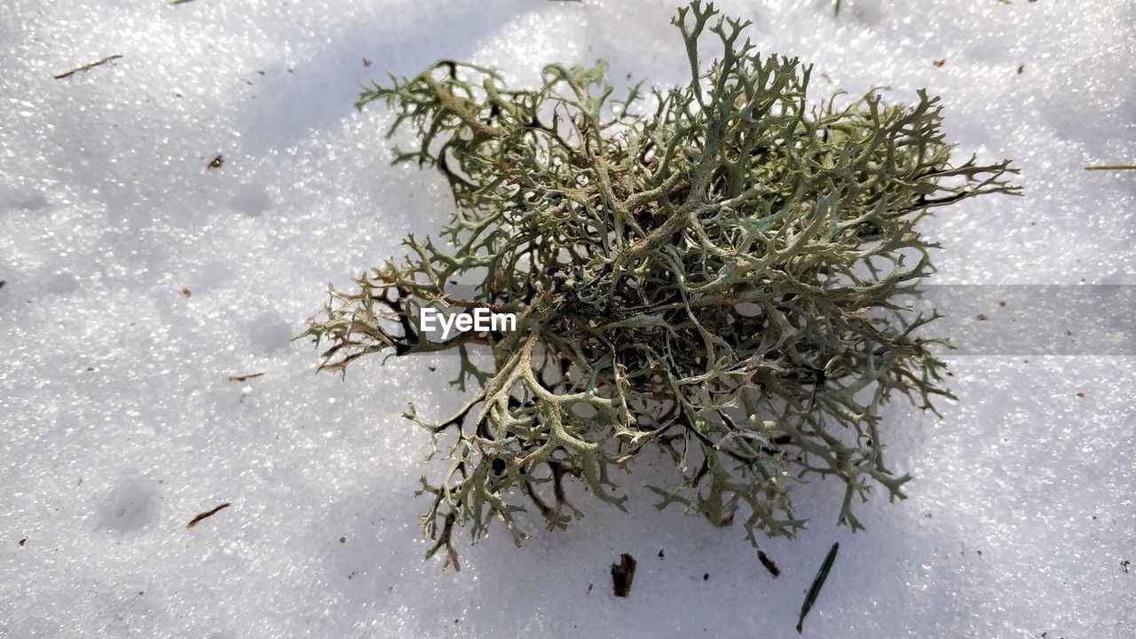 HIGH ANGLE VIEW OF SNOW ON TABLE