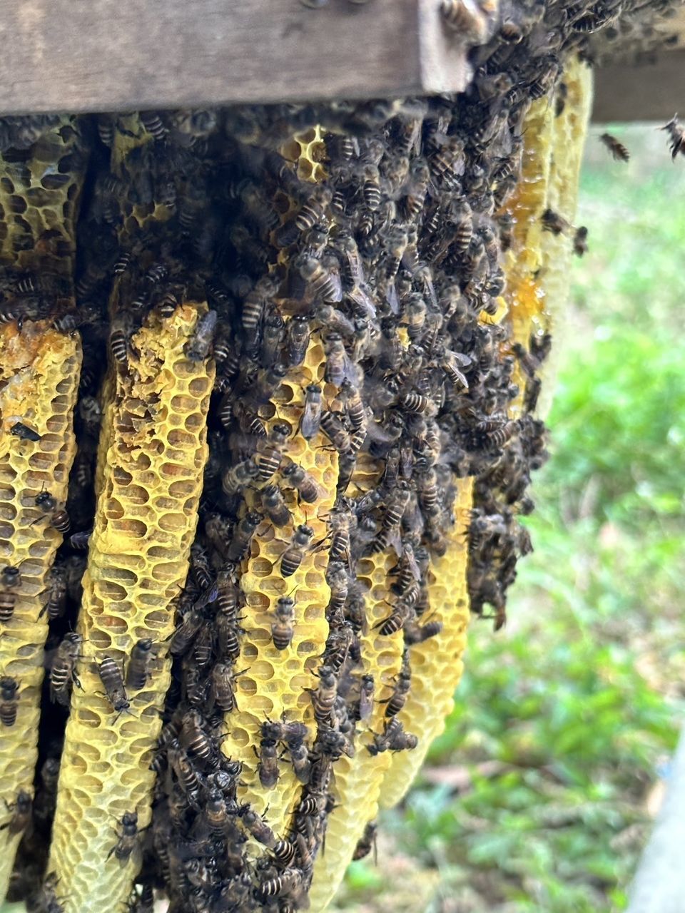 bee, insect, beehive, close-up, animal, day, nature, honeycomb, apiculture, no people, focus on foreground, wildlife, animal themes, pattern, plant, animal wildlife, outdoors, beauty in nature, large group of animals, tree trunk, trunk, group of animals, apiary, tree, soil, growth, yellow, honey bee