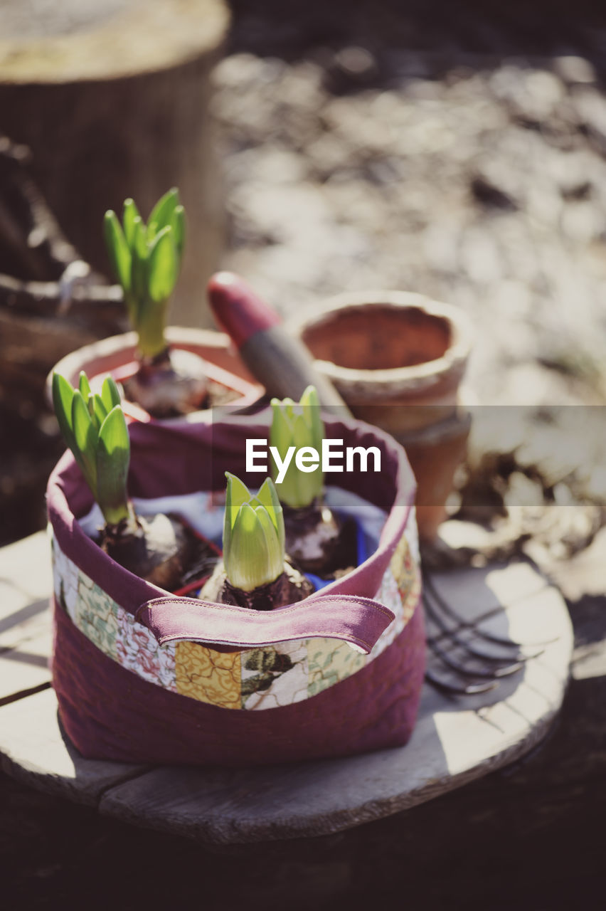 Close-up of hyacinth potted plant on table outdoors