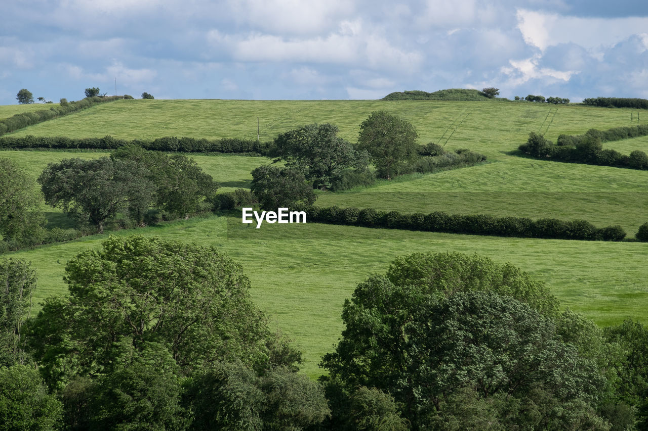 Scenic view of agricultural field against sky