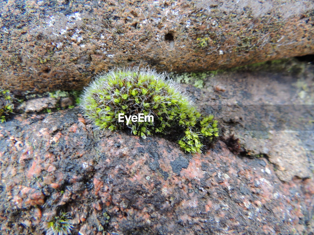 CLOSE-UP OF CACTUS PLANT GROWING ON ROCKS