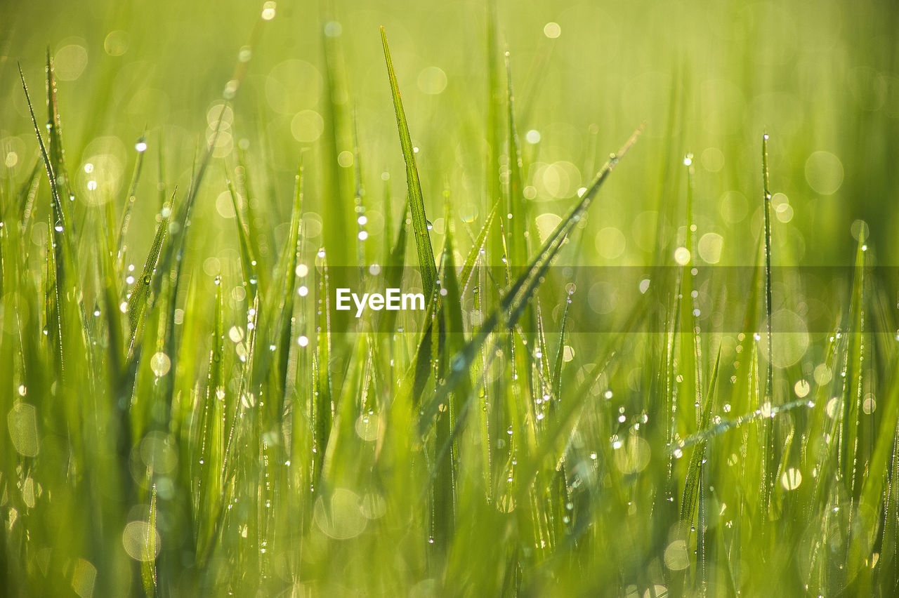 CLOSE-UP OF WET GRASS