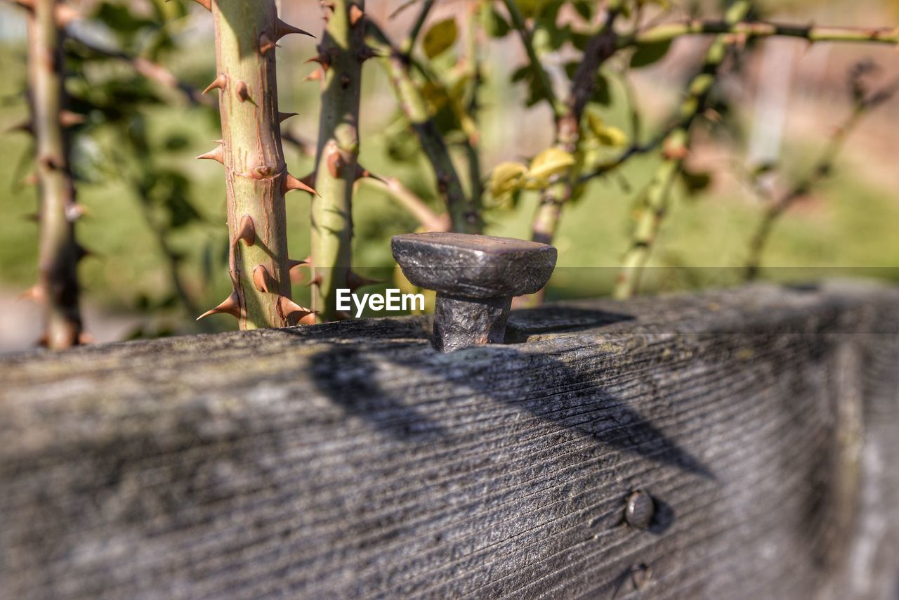 CLOSE-UP OF TREE