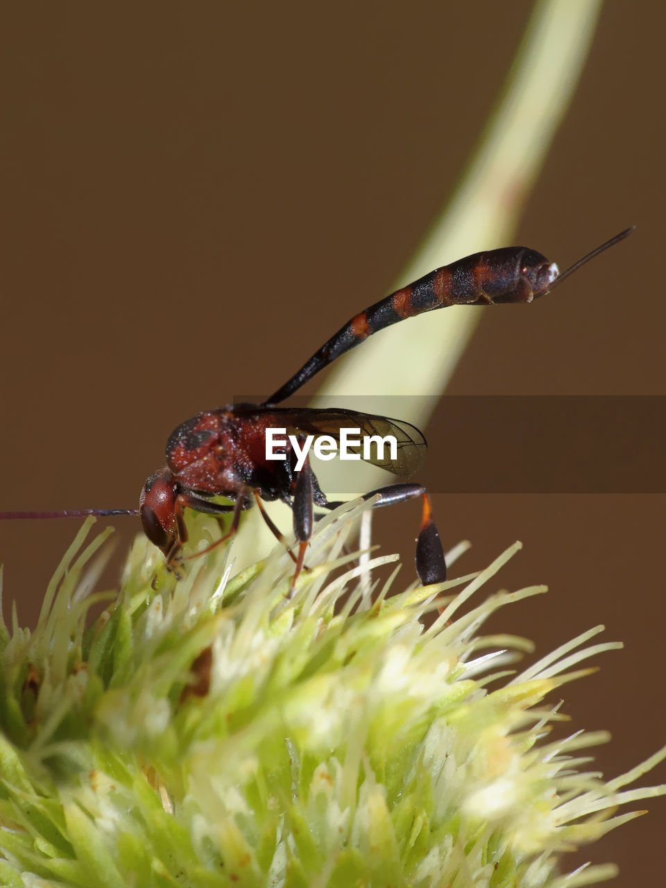 CLOSE-UP OF INSECT POLLINATING FLOWER