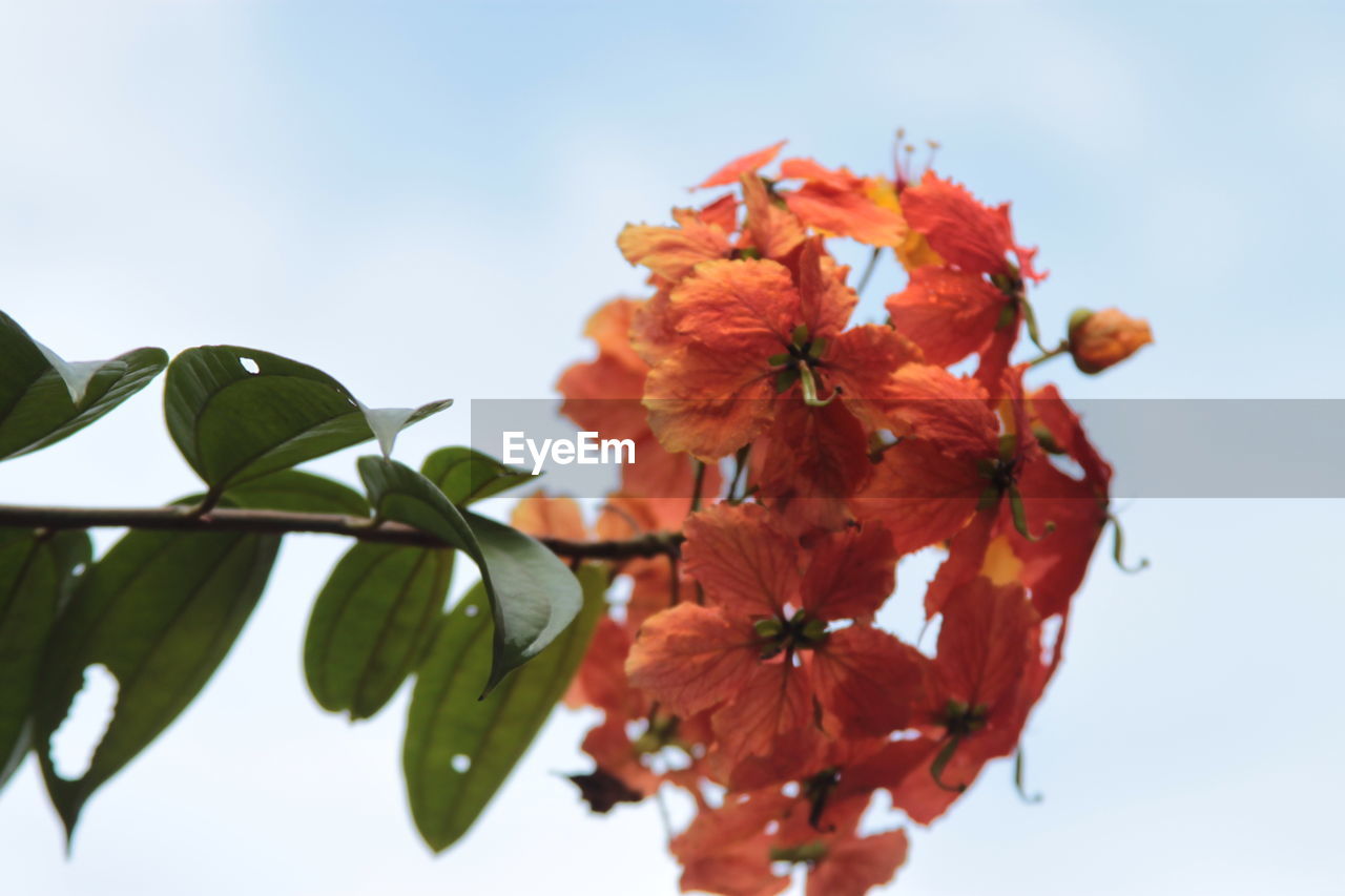 Close-up of orange flowering plant against sky