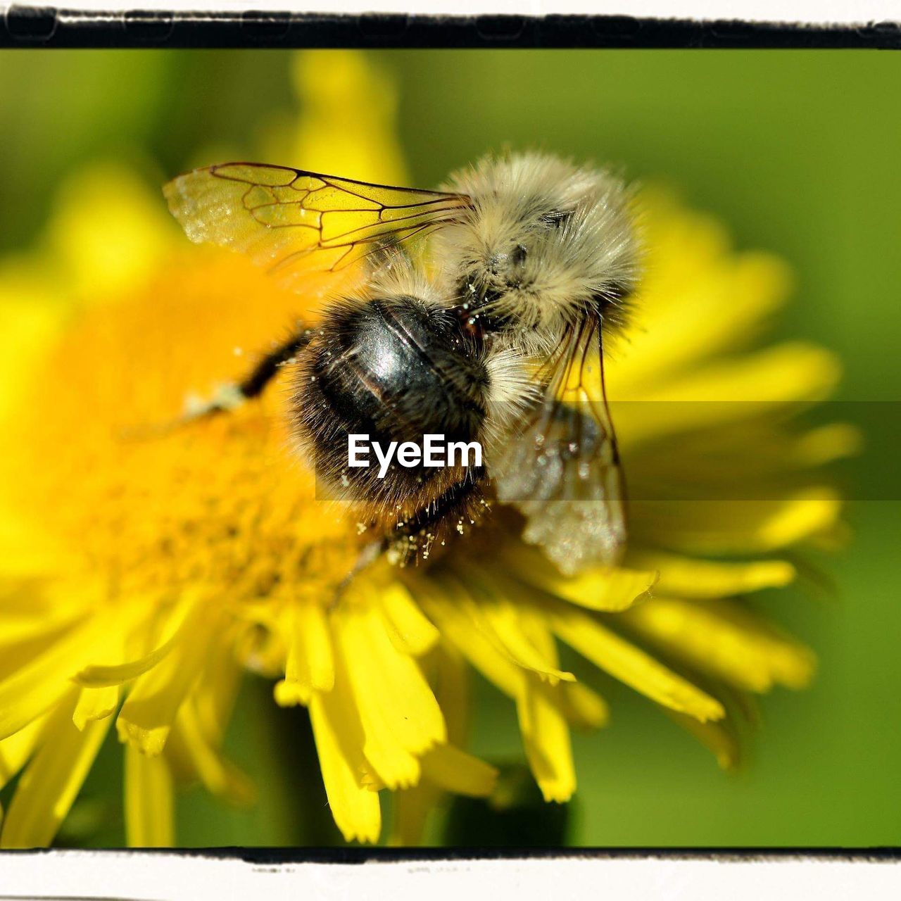 HONEY BEE POLLINATING ON YELLOW FLOWER