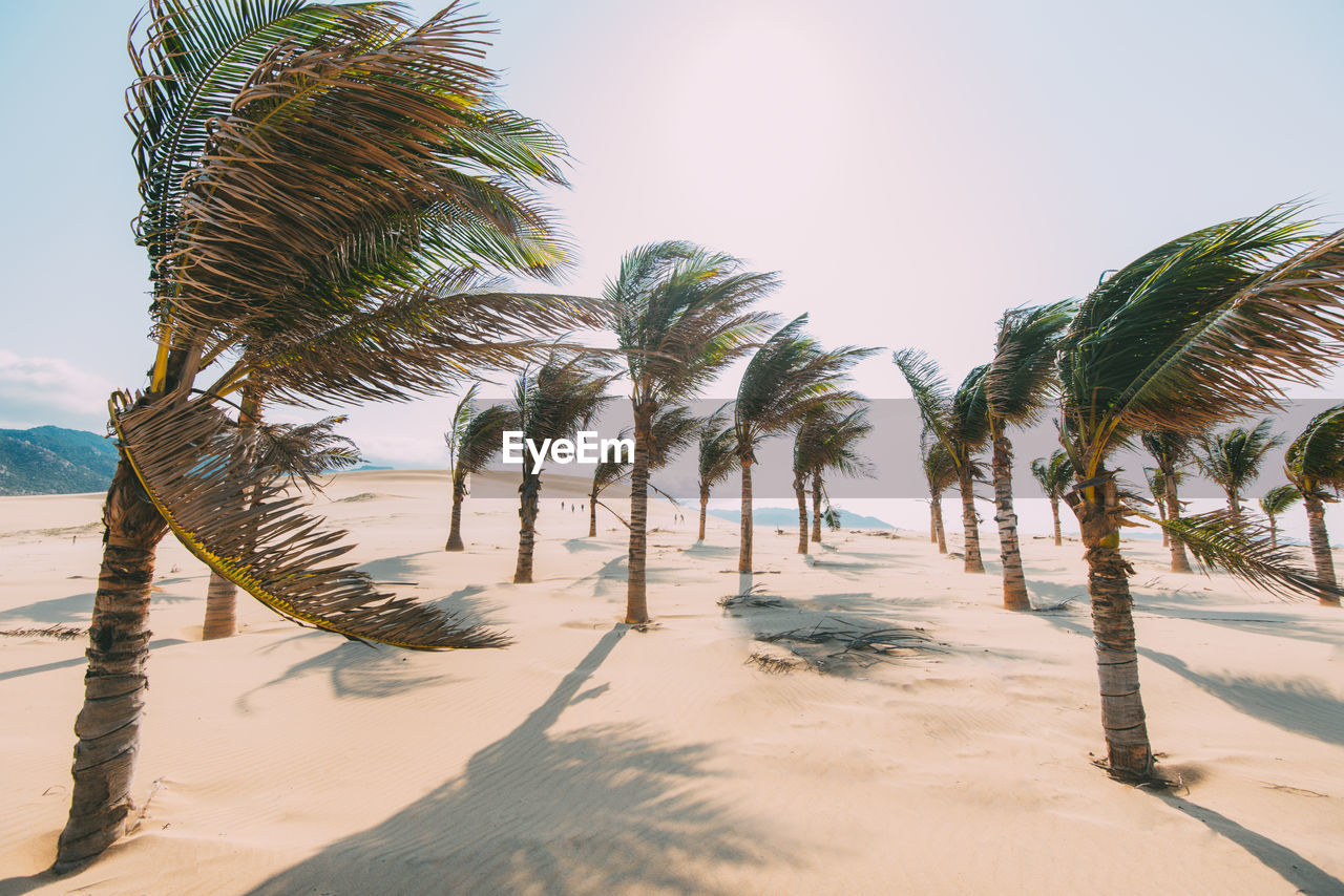 Palm trees on beach against clear sky