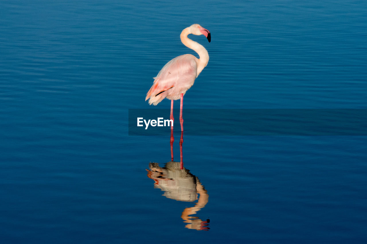 Flamingo on lake