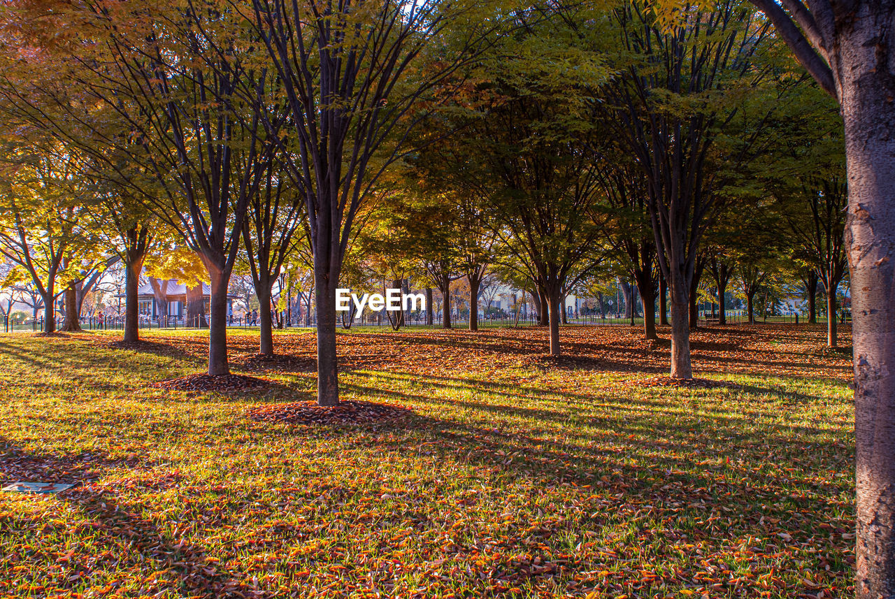TREES IN PARK