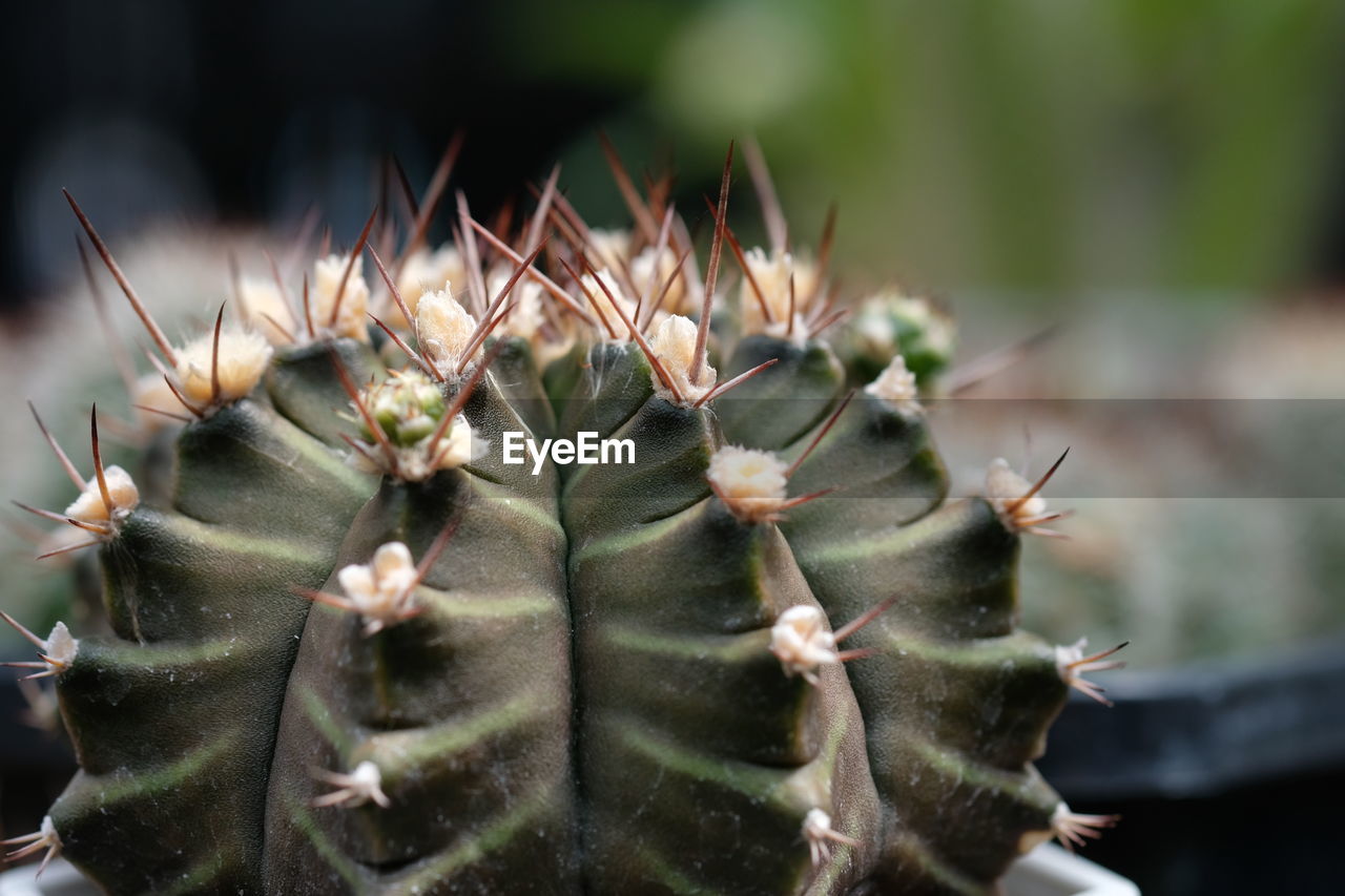 close-up of pine cone