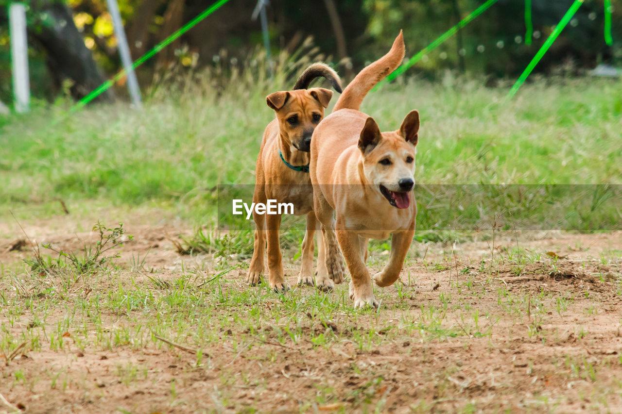 animal themes, mammal, animal, pet, dog, canine, domestic animals, one animal, running, grass, nature, plant, motion, portrait, land, no people, dingo, outdoors, german shepherd, happiness