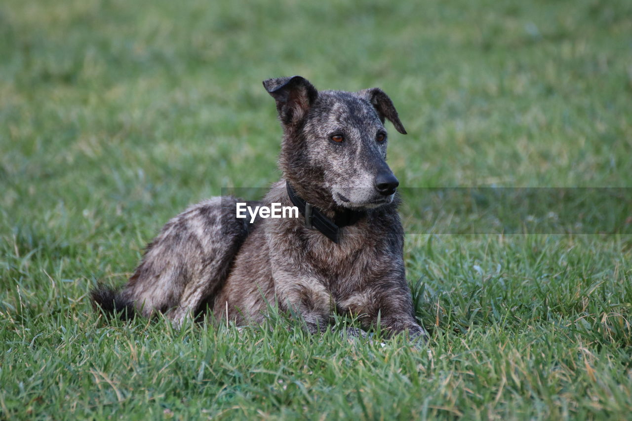 PORTRAIT OF A DOG SITTING ON FIELD