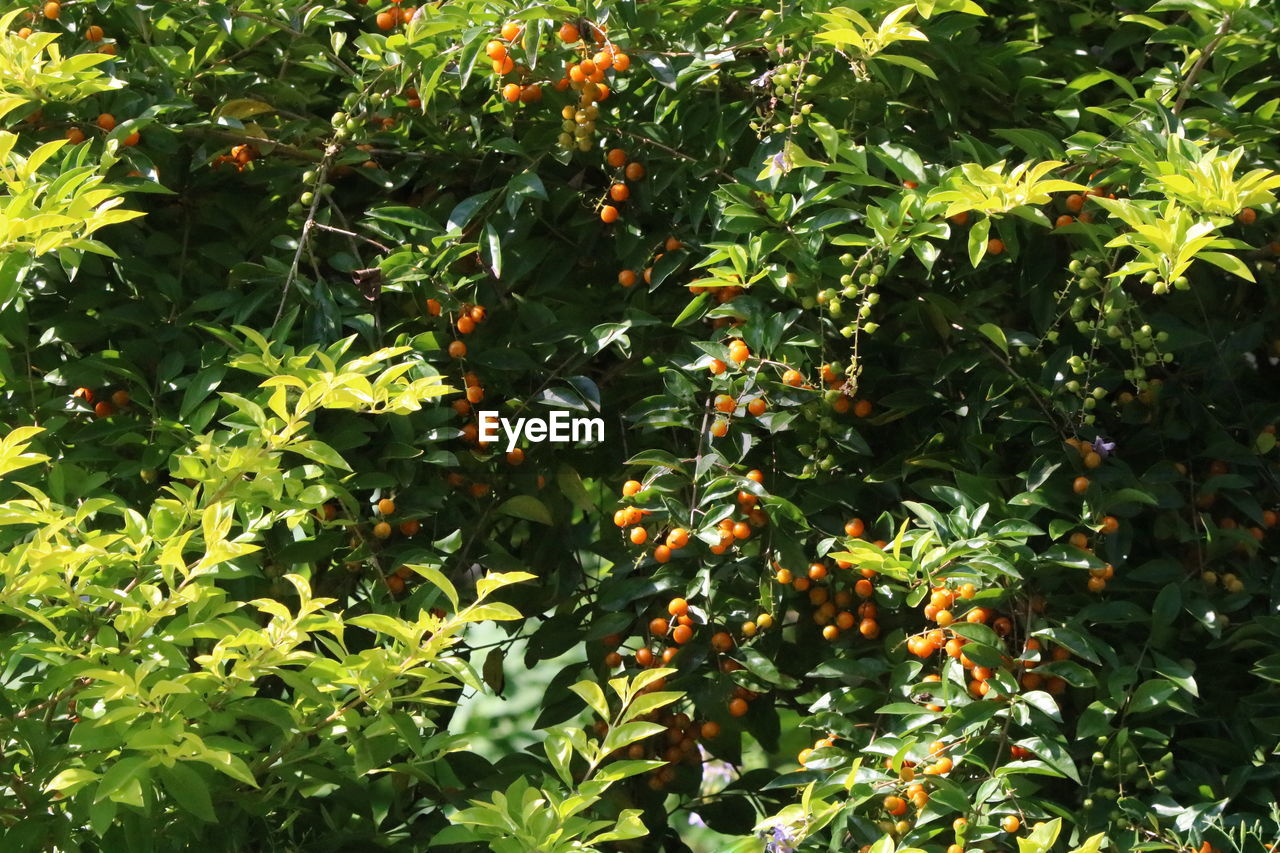 View of fruits growing on tree