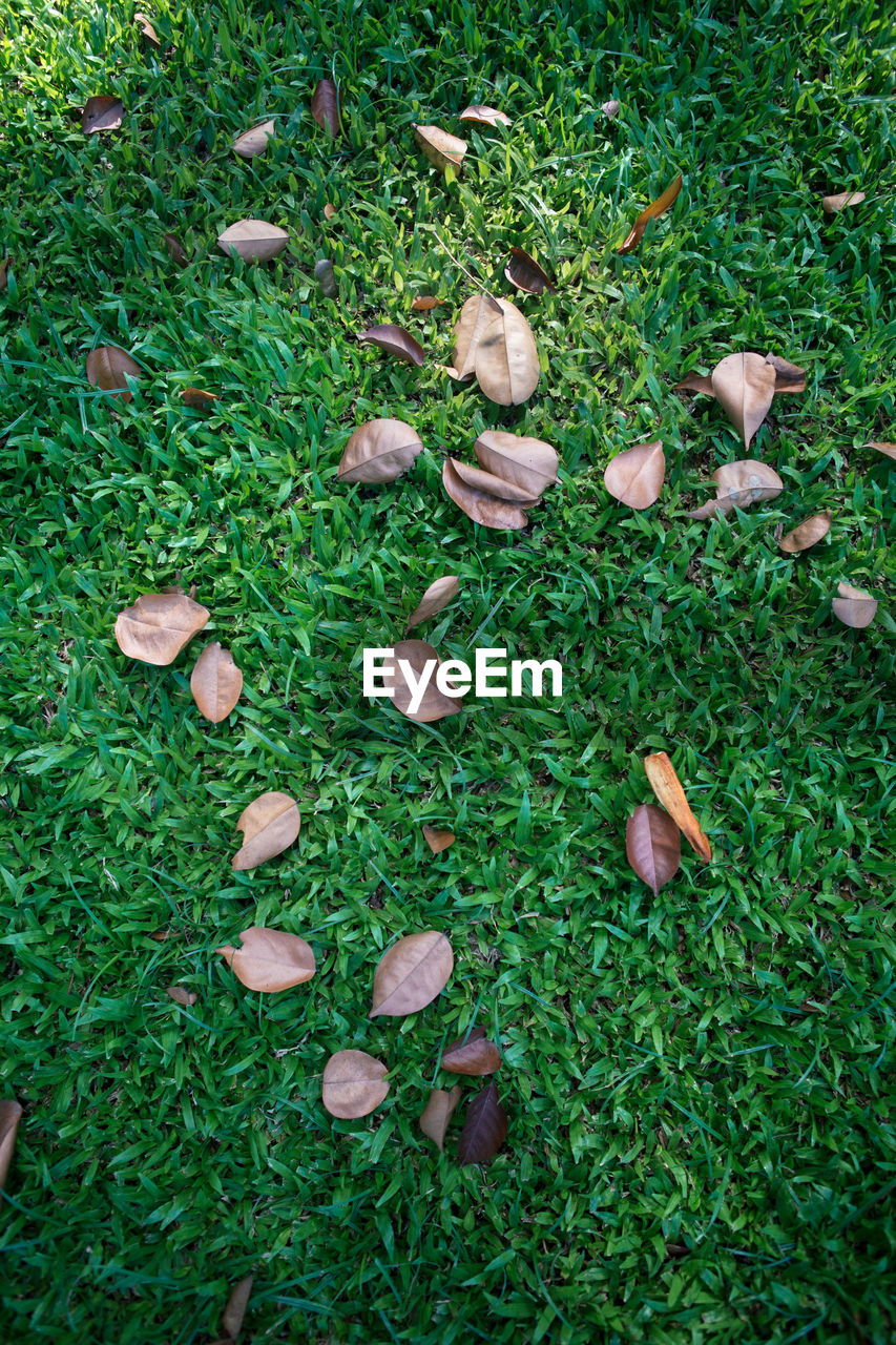 CLOSE-UP HIGH ANGLE VIEW OF GRASS ON GRASSLAND