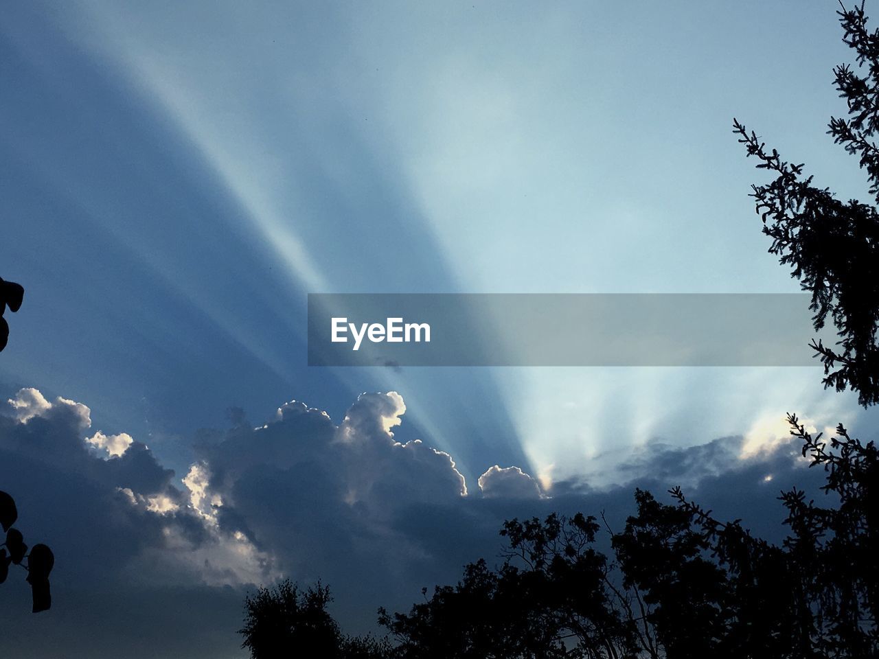 LOW ANGLE VIEW OF TREES AGAINST SKY