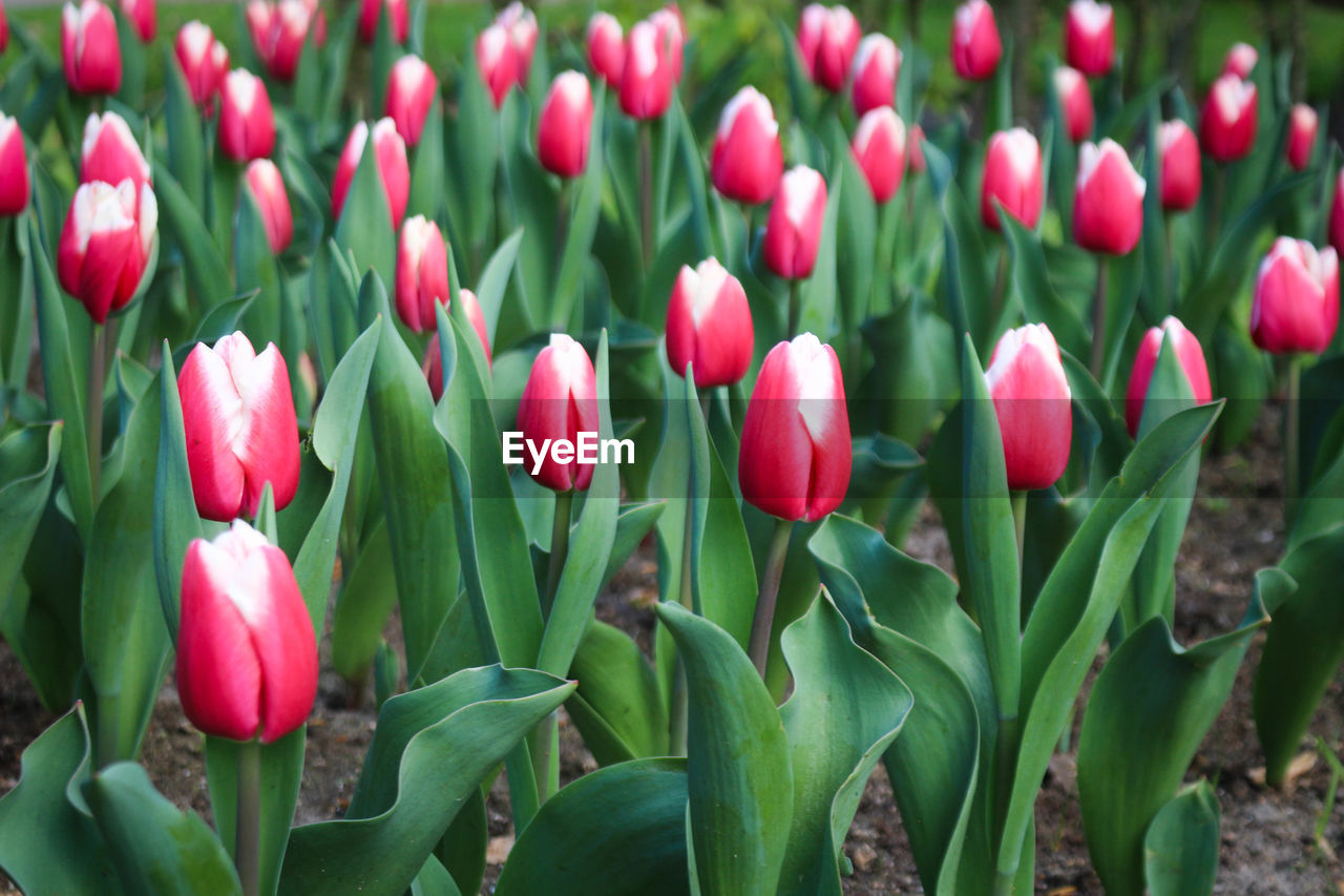 Close-up of tulips in field