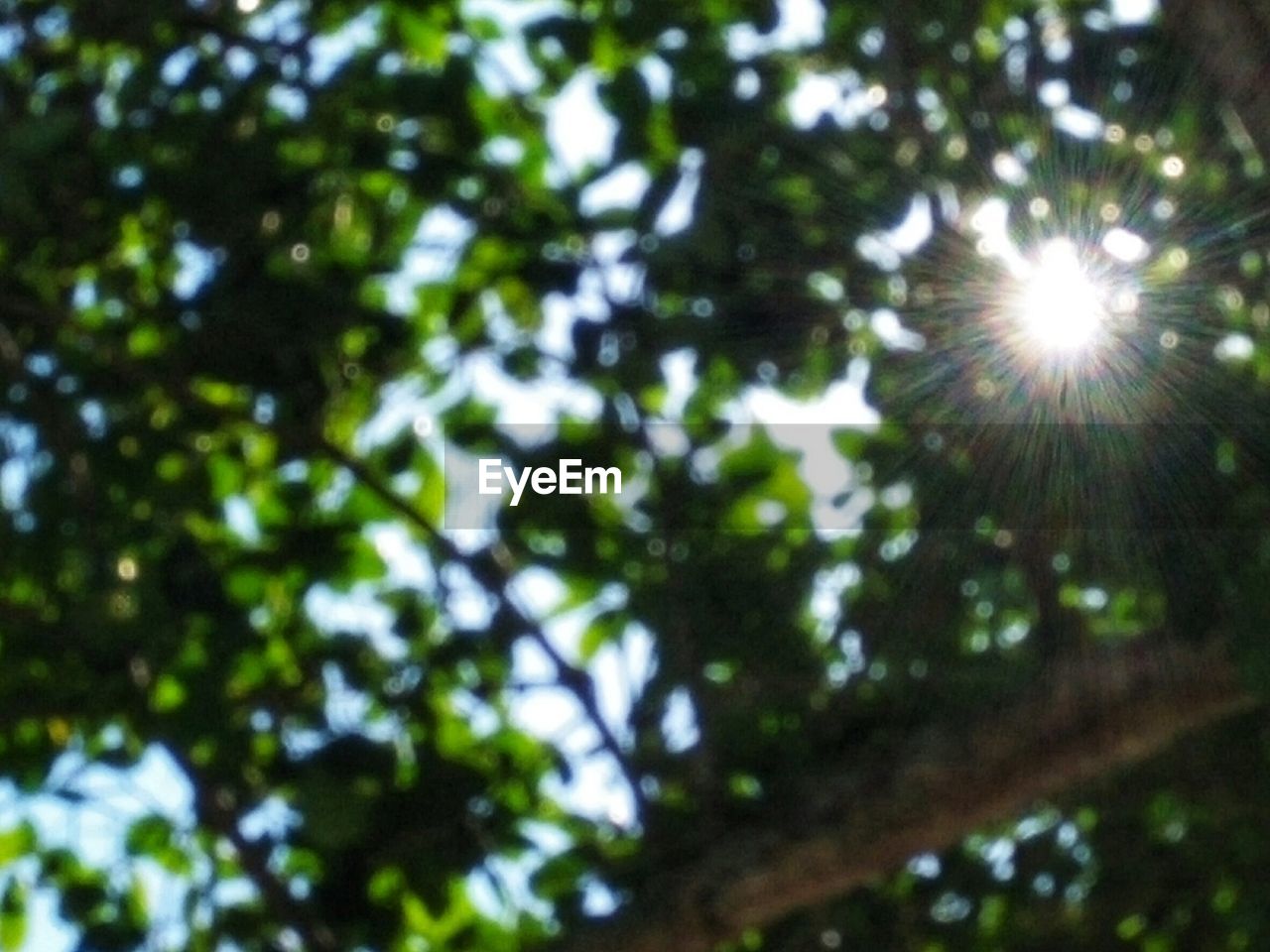 LOW ANGLE VIEW OF SUNLIGHT STREAMING THROUGH TREE BRANCHES