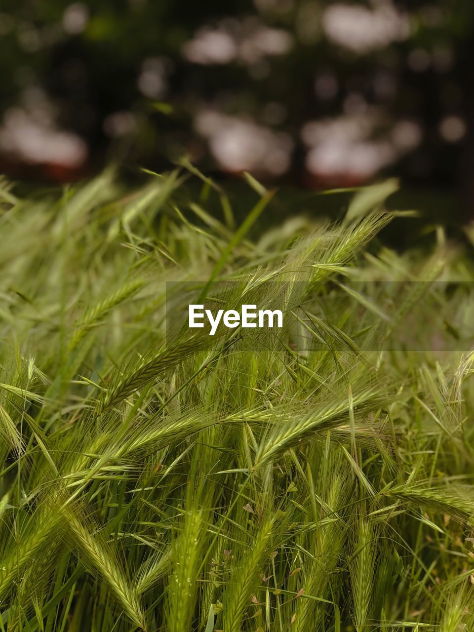 Close-up of crops growing on field