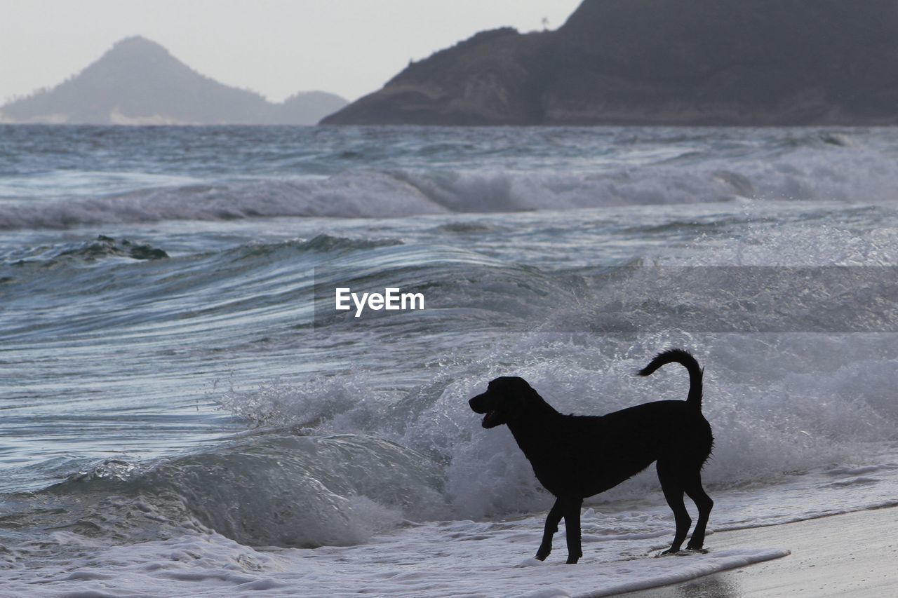 DOG JUMPING ON SHORE