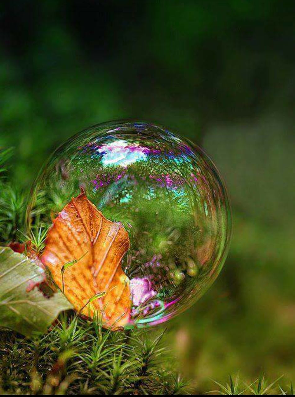 Close-up of multi colored reflection on branch