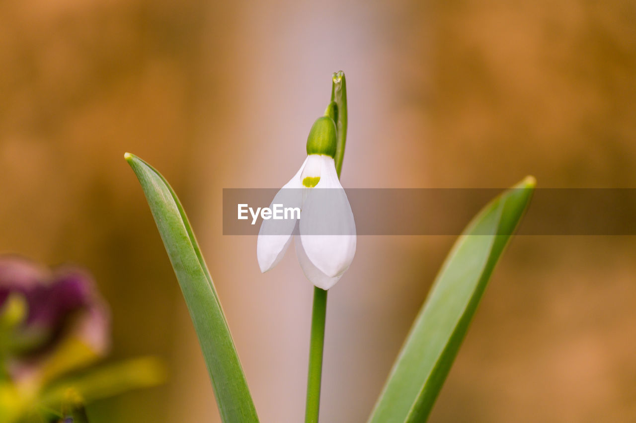 Close-up of snowdrop blooming outdoors