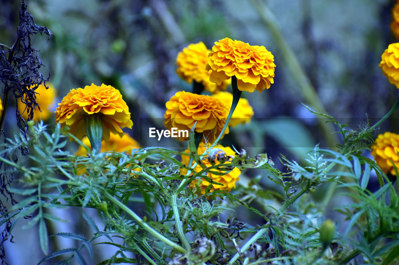 CLOSE-UP OF YELLOW FLOWERS