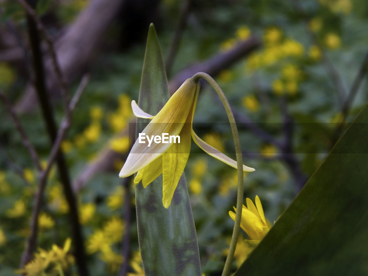 Close-up of yellow flower