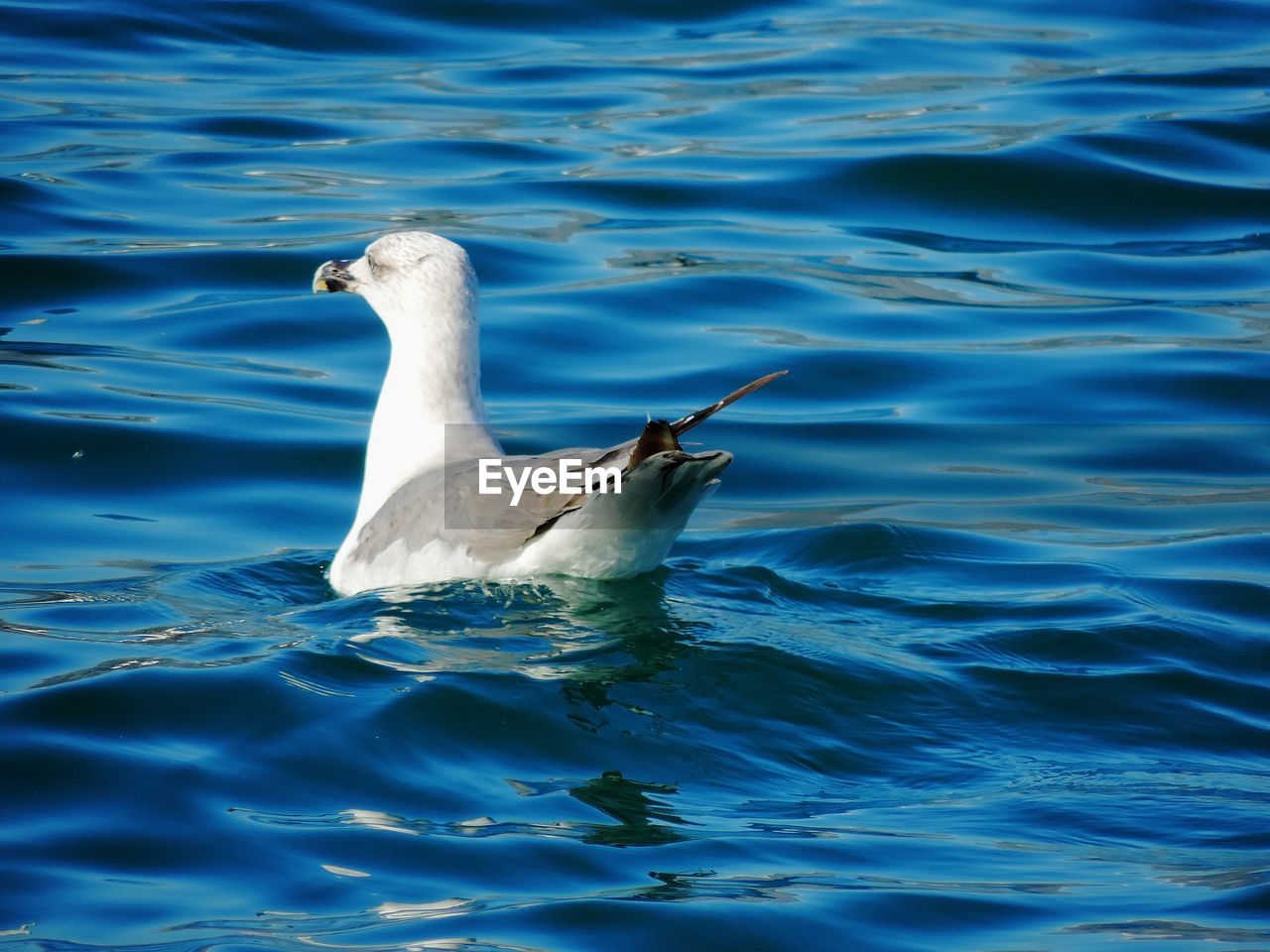 SEAGULL FLYING OVER SEA