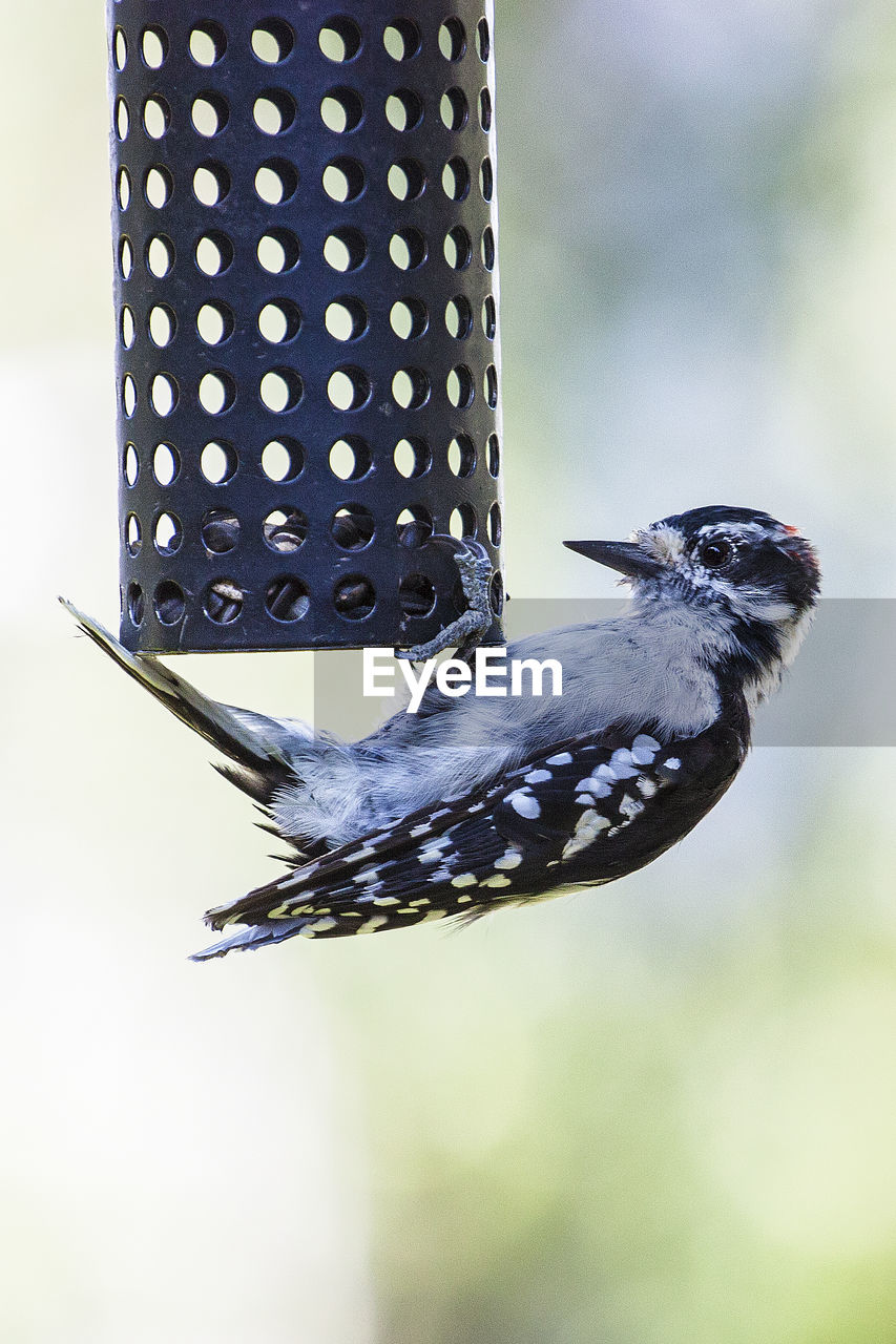 Close-up of bird perching on feeder