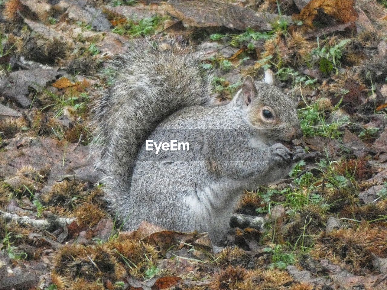CLOSE-UP OF SQUIRREL