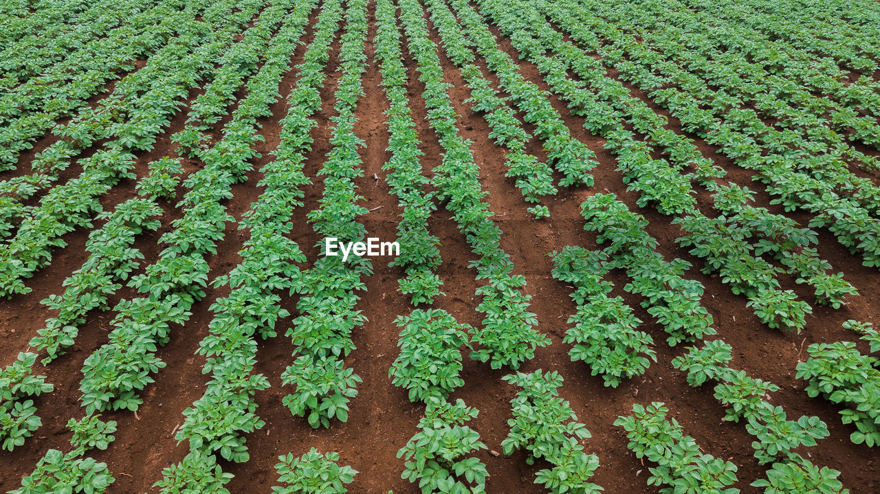 Top view of potato field in madeira island, portugal