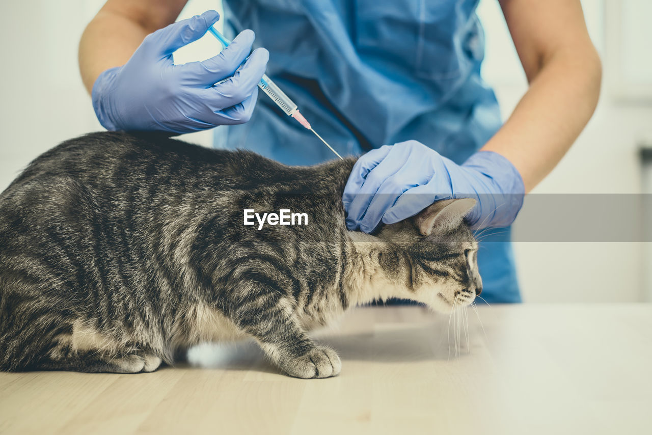 Veterinarian doctor is giving an injection to a cat