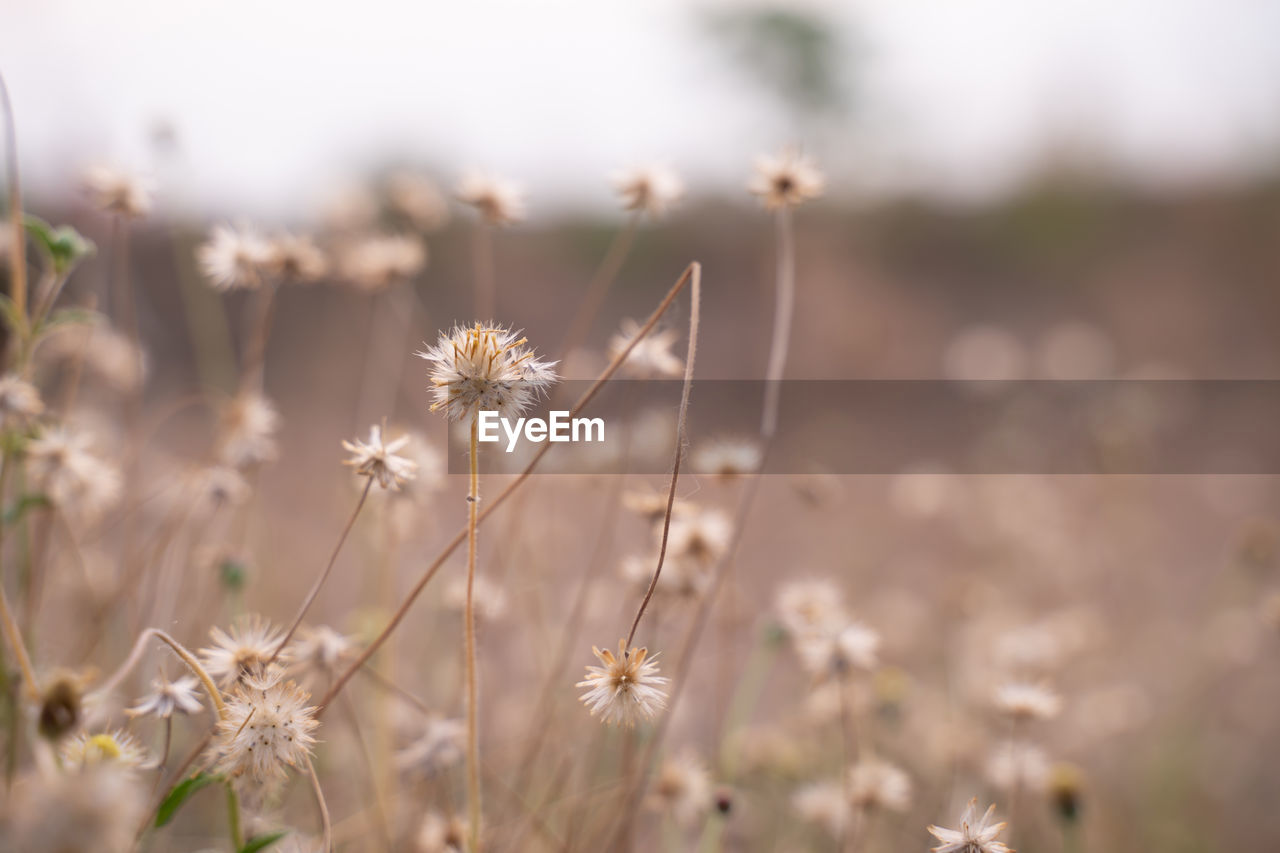 plant, flower, flowering plant, nature, grass, beauty in nature, sunlight, freshness, close-up, macro photography, growth, land, field, landscape, selective focus, environment, no people, tranquility, fragility, focus on foreground, summer, sky, outdoors, plain, meadow, wildflower, leaf, rural scene, springtime, autumn, blossom, day, branch, pastel colored, agriculture, scenics - nature, tranquil scene, white, softness, botany, non-urban scene, morning, backgrounds, defocused, back lit, sun, food