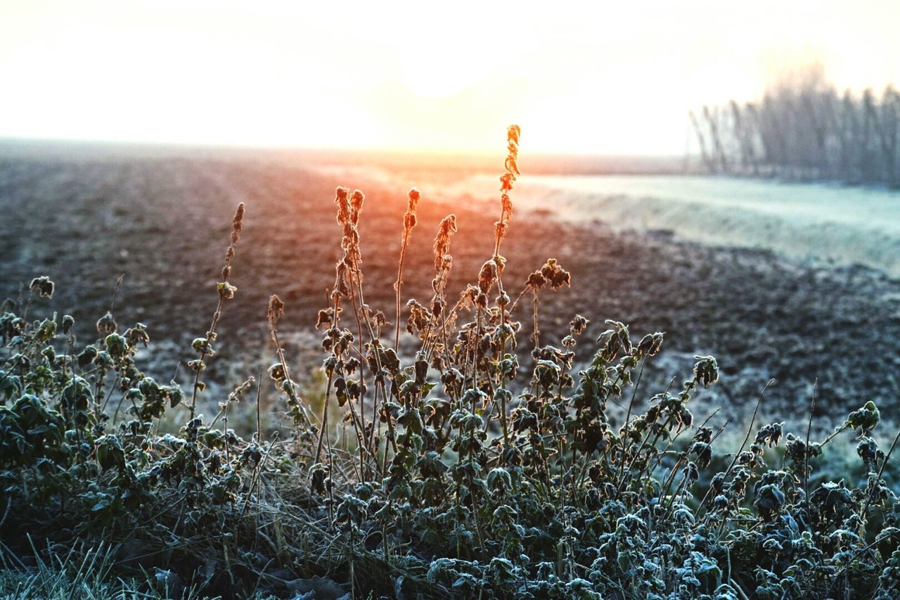 Close-up of plants against sky during sunset