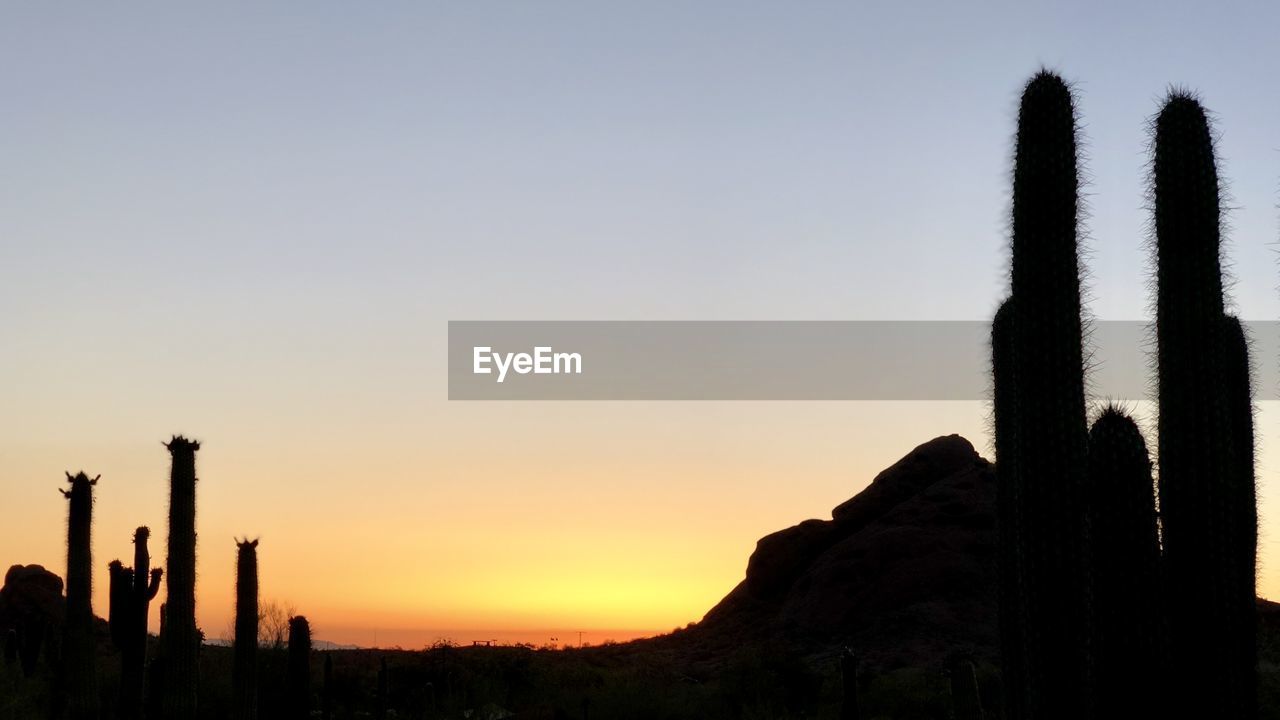 Silhouette cactus against clear sky during sunset
