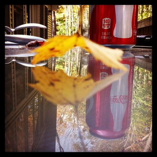 no people, day, outdoors, hanging, water, close-up, tree, nature, animal themes