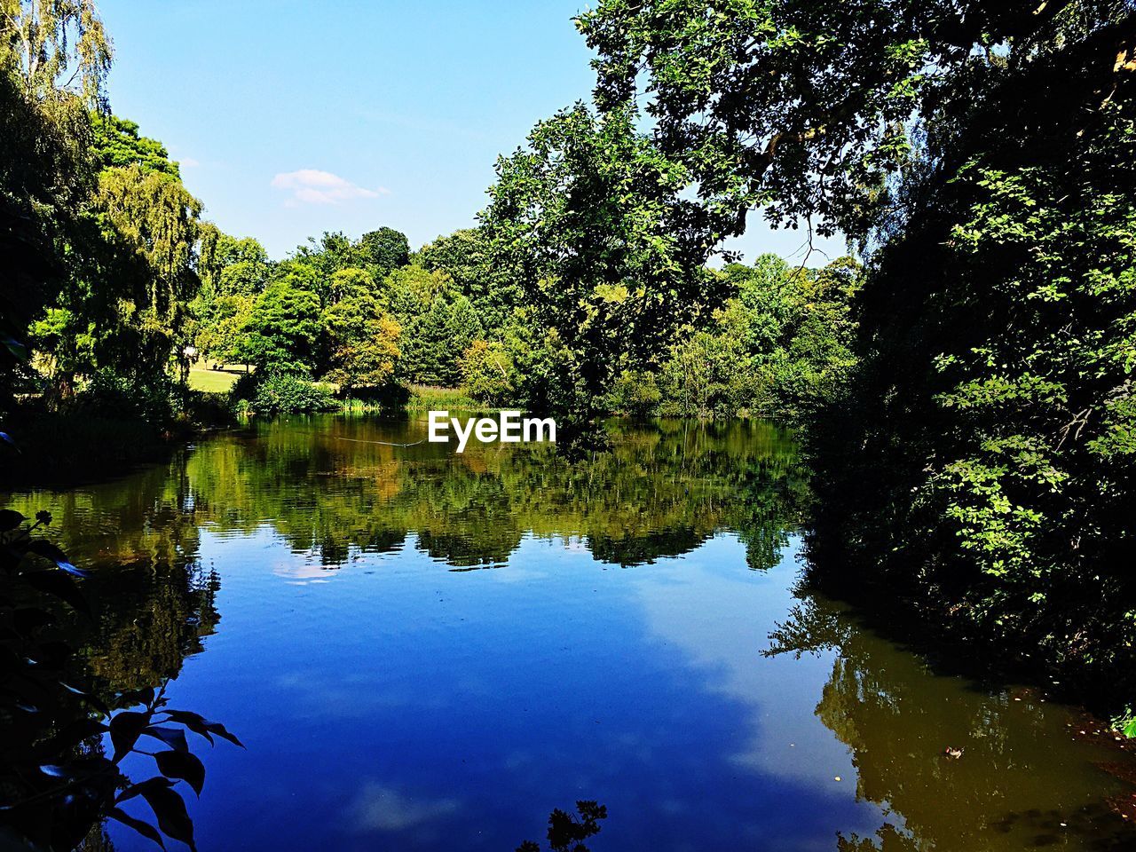 Reflection of trees in calm lake