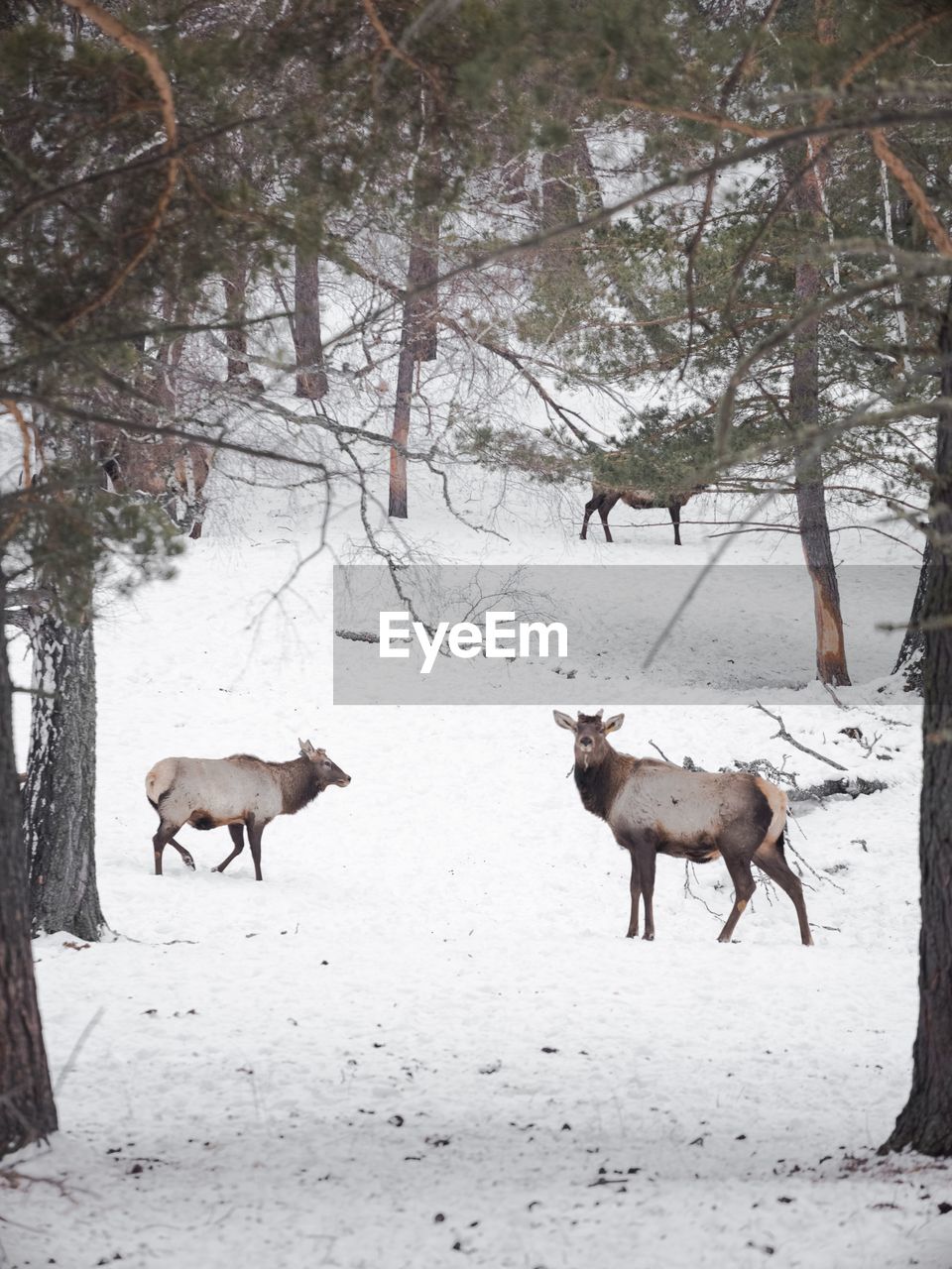 Deers standing on snow covered field. winter wildlife shooting 