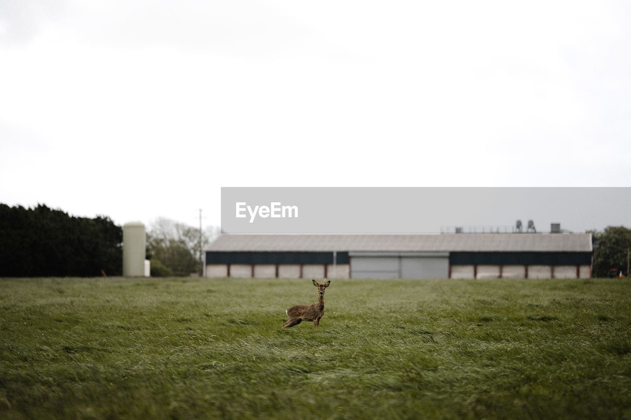 Wild deer in field